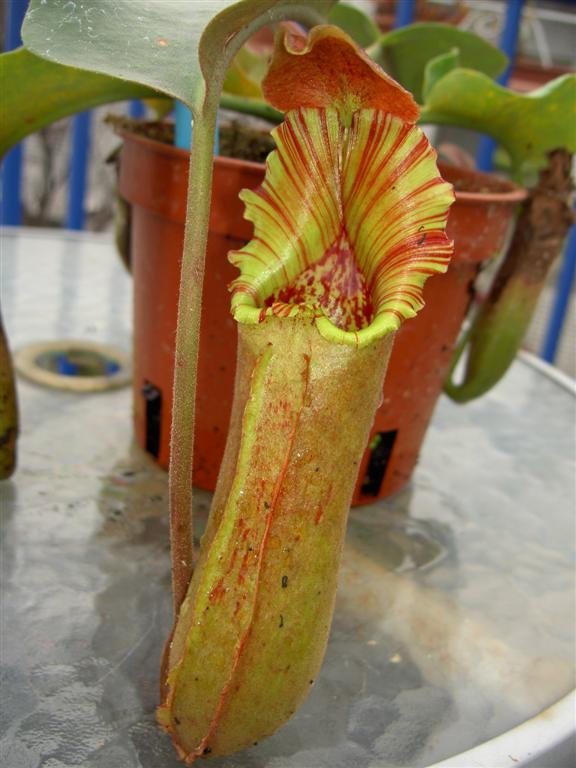 Nepenthes truncata Highland Red 2